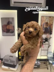  1 توي بودل toy poodle