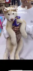  1 Husky puppies جراوي هاسكي