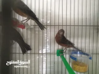  10 طيور كناري لون مخملي  للبيع المستعجل ( اقرأ الوصف جيدا )