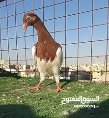  3 سلافر قصه فحل وفراخو