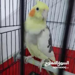  24 التواصل عبر واتس اب ببغاء كوكتيل  حجم كبير وعصافير حب مفتل و البينو وعادي عادي احجام كبيره