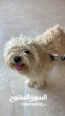  2 كلب مالتيز للبيع