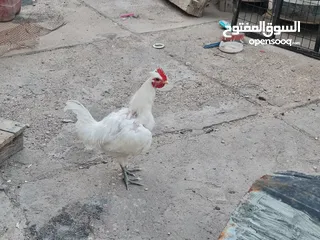  1 ديج عربي ابيض