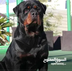  10 فندق خاص للكلاب