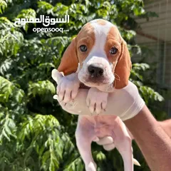  8 جراء سامويد للاطفال والعائله
