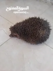  1 قنفذ للبيع