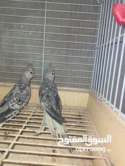  2 طيور كوكتيل كريمي فيس