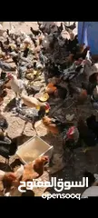  10 مزرعه للبيع....بيع مستعجل...ماشالله