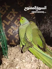  17 Green parrot 2 breading pair eggs also 100% bread pair