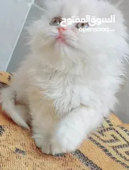  6 Scottish fold long hair  48days ..