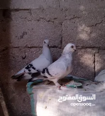  1 حمام كنكات وعمري وبالوني ونوري قراقطه نخب نار