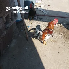  3 دجاج عرب صلي خط اول