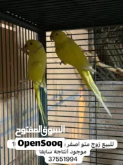  1 للبيع زوج متو اصفر منتج مضمون