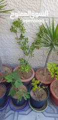  18 زريعة مشكلة