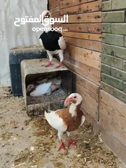  3 جوزين سكندراني شغالات ومكفولات
