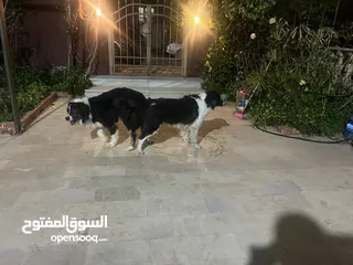  12 Border collie لاول مرة في الاردن