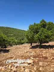  7 ارض مساحه 5 دونم  غابه و مجاوره للغابه من مالك مباشره
