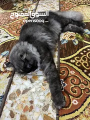  6 قطة شيرازي العمر 8 أشهر ملقح كامل تلقيحات