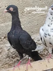  19 كوم حمام حوالي من 35 إلى 40 طير  للبيع