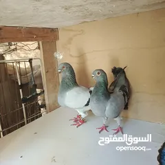  4 متاح جوزين شغلات عمريات زرق وبكستانيات زرزير سود تحتهم فراخ