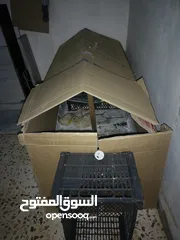  1 بط للبيع عدد 2 عمر شهرين
