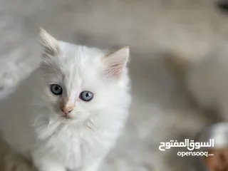  4 قطط اناث للبيع