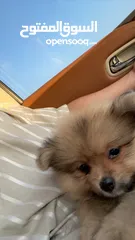  1 Pomeranian dog super mini 2months