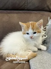  5 Mix Turkish/Persian kitten