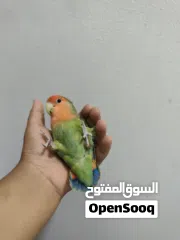  6 لافبيرد اليف