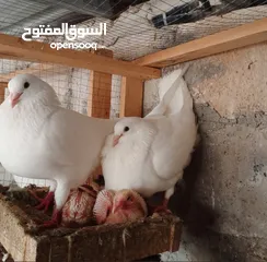  7 حمام فرنسي اصلي السلاله اكبر حجم منتج  الجوز