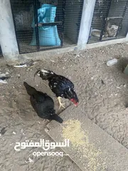  2 ديك باكستاني