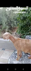  1 بسم الله ماشاء الله سخلات شاميات مميزات