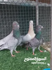  3 حمام شامي ( ريحانيات )