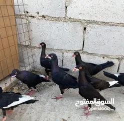  1 جواز ملحيات نخب النخب كلو مكفول وشغال  بالصلاه على النبي وجوز سلافر وفرخ مسود سلافر مقلوب