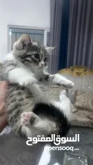  5 قطط للتبني كيتن