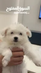  2 Urgent sale maltese puppy
