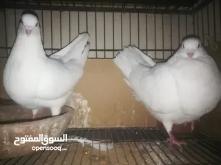  1 قص لاحم أبيض فرنساوي شغال