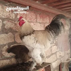  5 2فراريج براهما للبيع