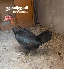  2 دجاج للبيع