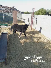  1 البيع كبش نجدي سمين بغيت تذبح او تربي