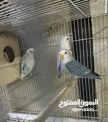  3 زوجين لوف بيرد منتجين