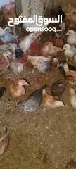  2 متوفر صيصان بلدي العمر 40يوم ماخذ جميع المطاعيم
