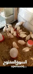  2 صوص حبش ابيض هولندي جامبو