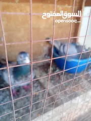  23 حمام للبيع او بدل على عصفير