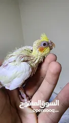  10 baby cockatiels