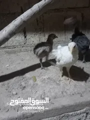  2 صيصان بلدي للبيع