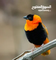  19 كوكتيل وحب وجنة و جولدن فينش وكنار وطفرات الفيشر باربلو وعندليب وكراون بلو ونابليون