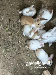 1 أرانب عمانيه