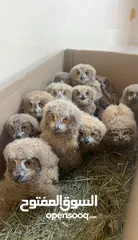  1 Baby owl فروخ البوم