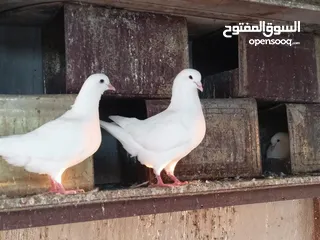  10 حمام فرنسي للبيع الفرنسي و اللاهور  بايع كوم كامل للاستفسار عنهم